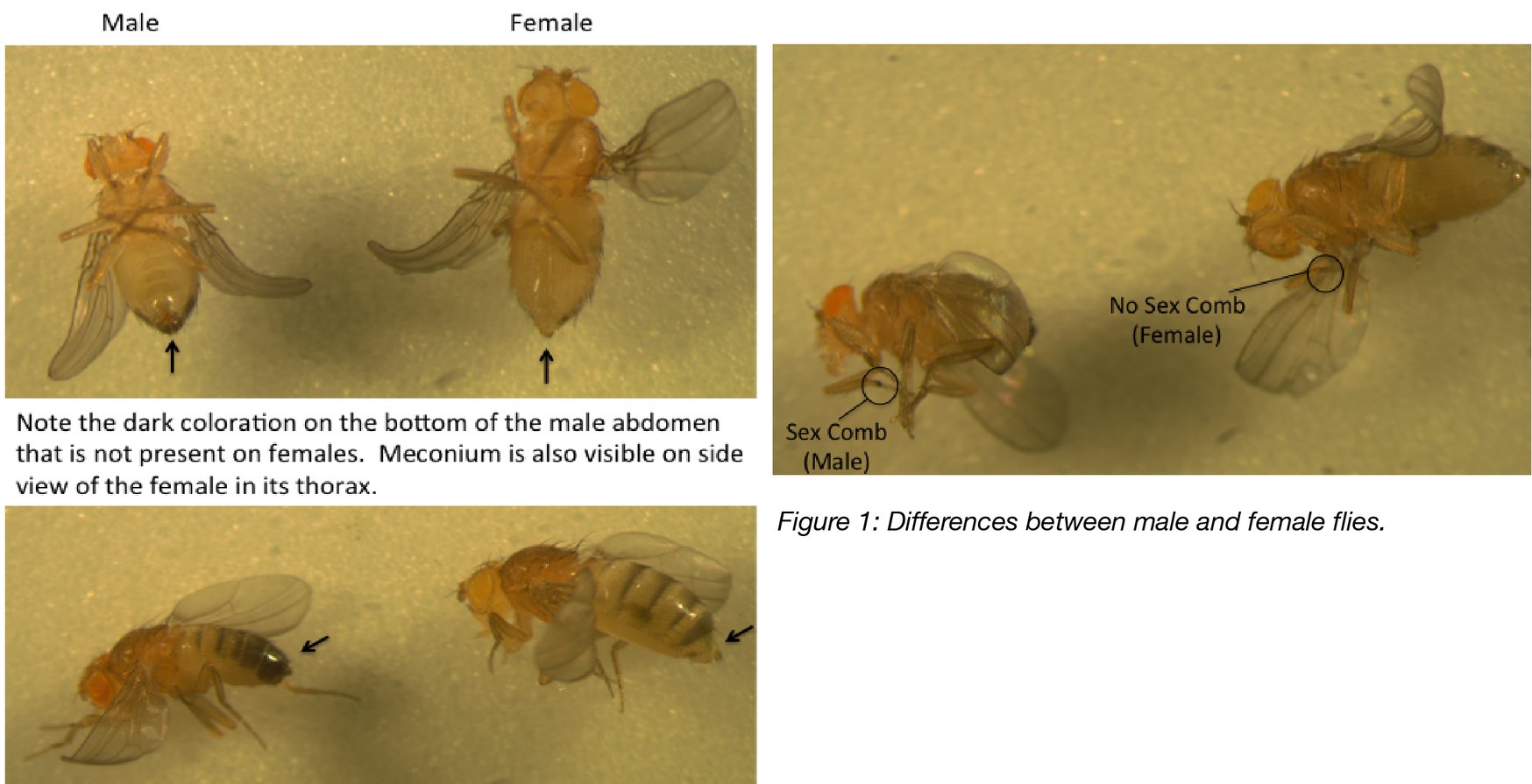 Quick Guide to Working with Drosophila Part 1 Getting Started with Flies